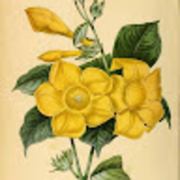 floralwomens